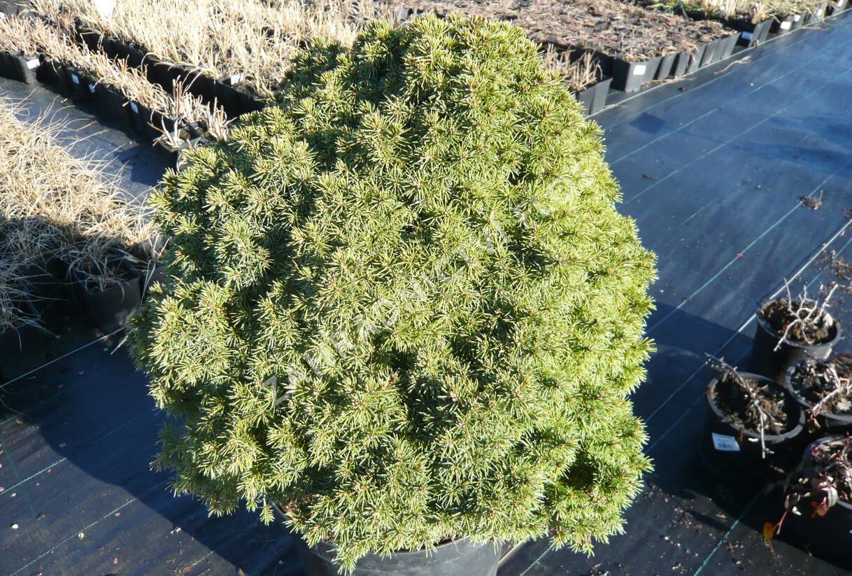 Smrk sivý 'Alberta Globe' - Picea glauca 'Alberta Globe'