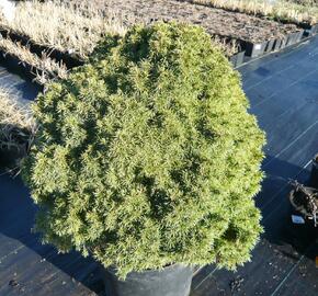 Smrk sivý 'Alberta Globe' - Picea glauca 'Alberta Globe'