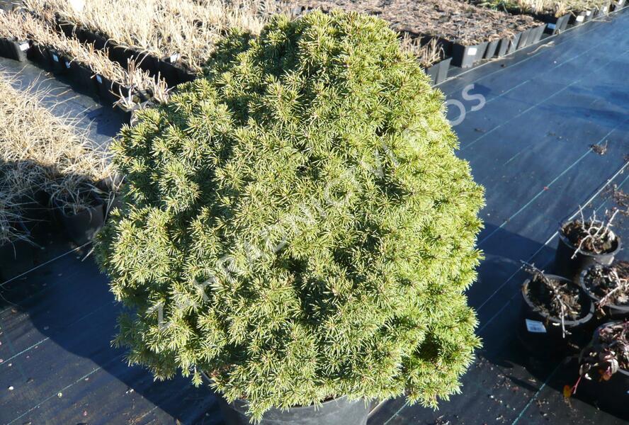 Smrk sivý 'Alberta Globe' - Picea glauca 'Alberta Globe'