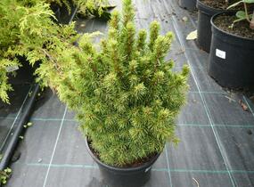 Smrk sivý 'Alberta Globe' - Picea glauca 'Alberta Globe'