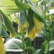 Disporum flavens - Disporum flavens