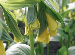 Disporum flavens - Disporum flavens