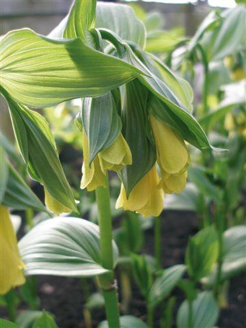 Disporum flavens - Disporum flavens