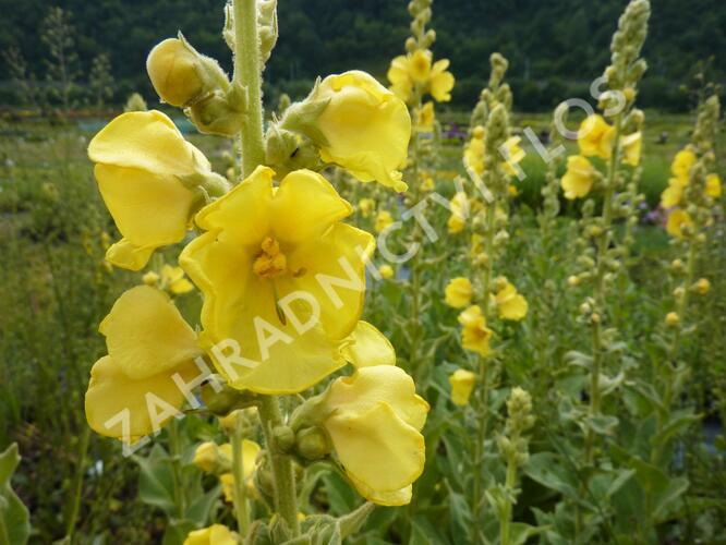 Divizna 'Wega' - Verbascum hybridum 'Wega'