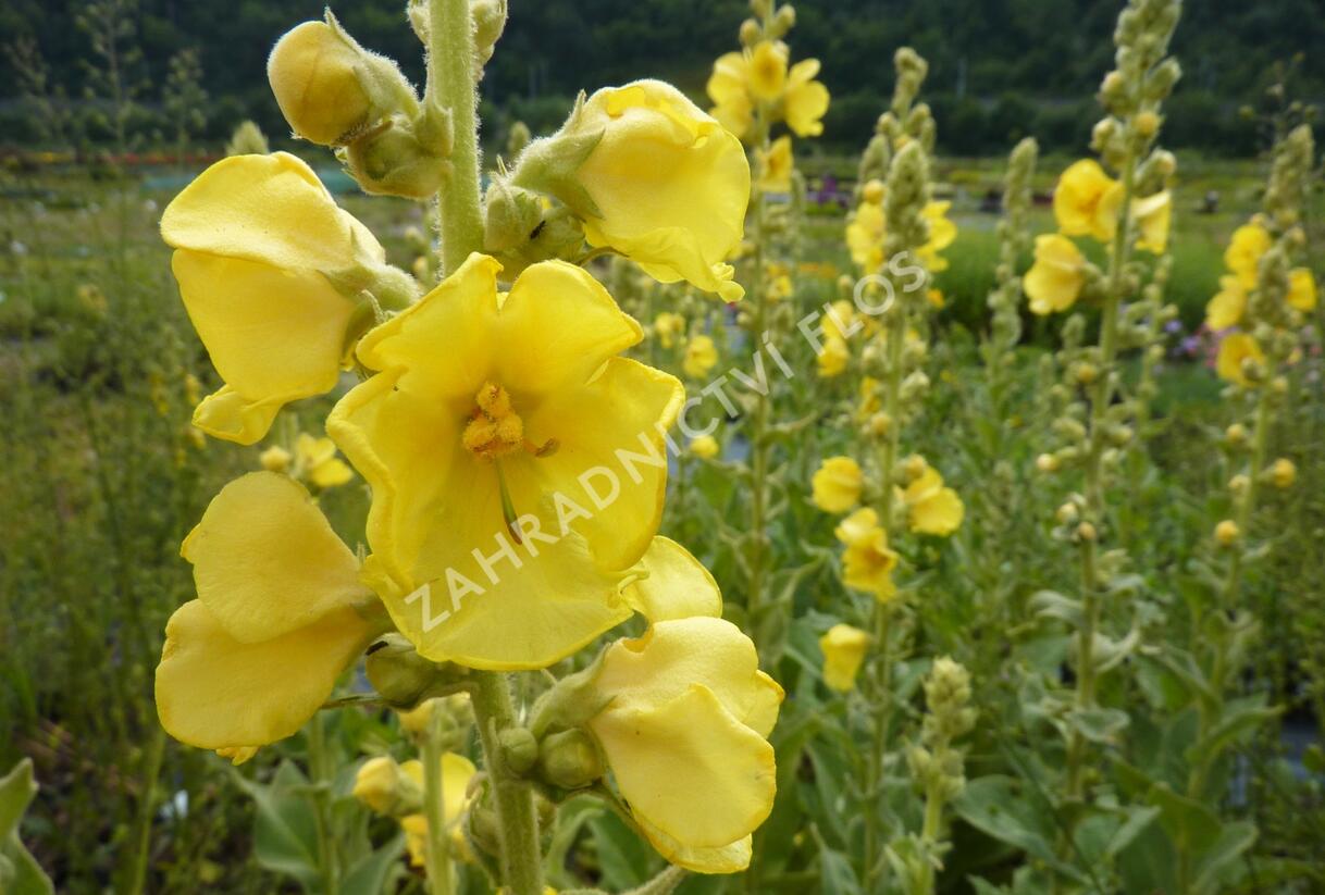 Divizna 'Wega' - Verbascum hybridum 'Wega'