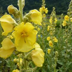 Divizna 'Wega' - Verbascum hybridum 'Wega'