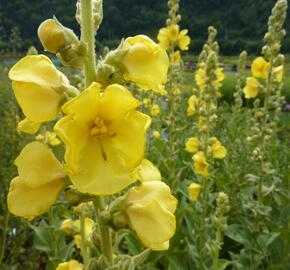 Divizna 'Wega' - Verbascum hybridum 'Wega'