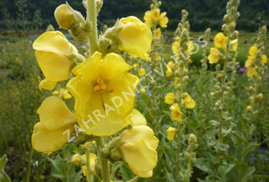 Divizna 'Wega' - Verbascum hybridum 'Wega'