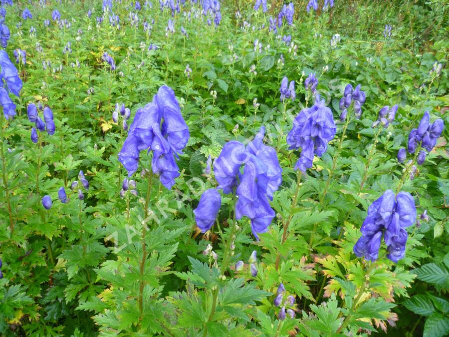 Oměj Carmichaelův - Aconitum carmichaelii syn.fischeri