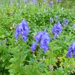 Oměj Carmichaelův - Aconitum carmichaelii syn.fischeri