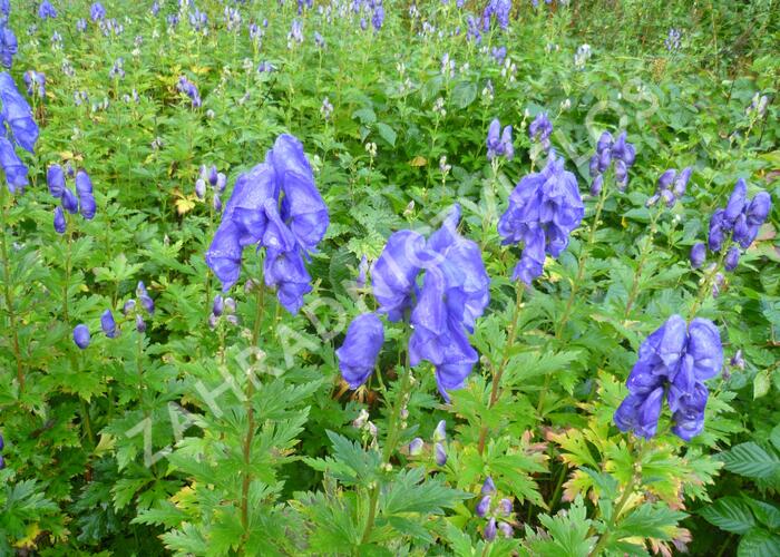 Oměj - Aconitum fischeri