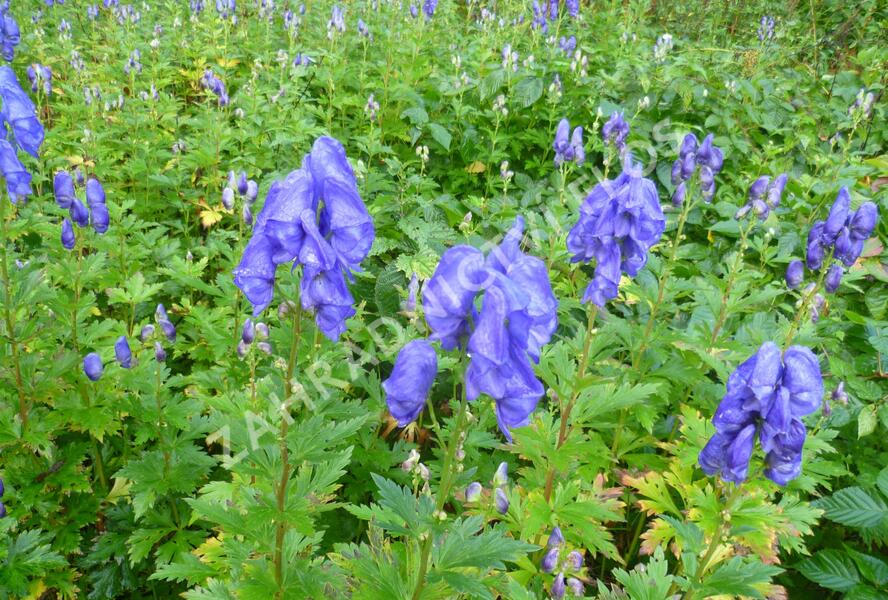 Oměj Carmichaelův - Aconitum carmichaelii syn.fischeri