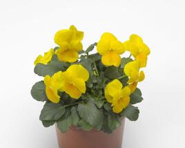 Violka růžkatá 'Yellow Prince'