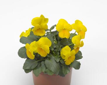 Violka růžkatá 'Yellow Prince'