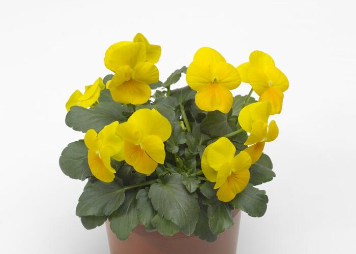 Violka růžkatá 'Yellow Prince' - Viola cornuta 'Yellow Prince'