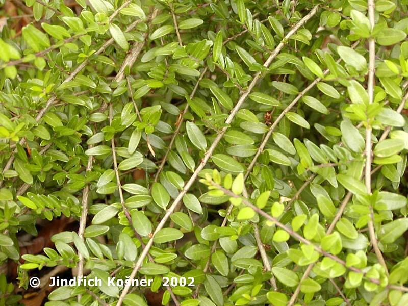 Zimolez lesklý - Lonicera nitida