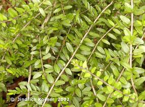 Zimolez lesklý - Lonicera nitida