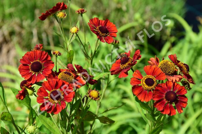 Záplevák 'Chelsey' - Helenium 'Chelsey'