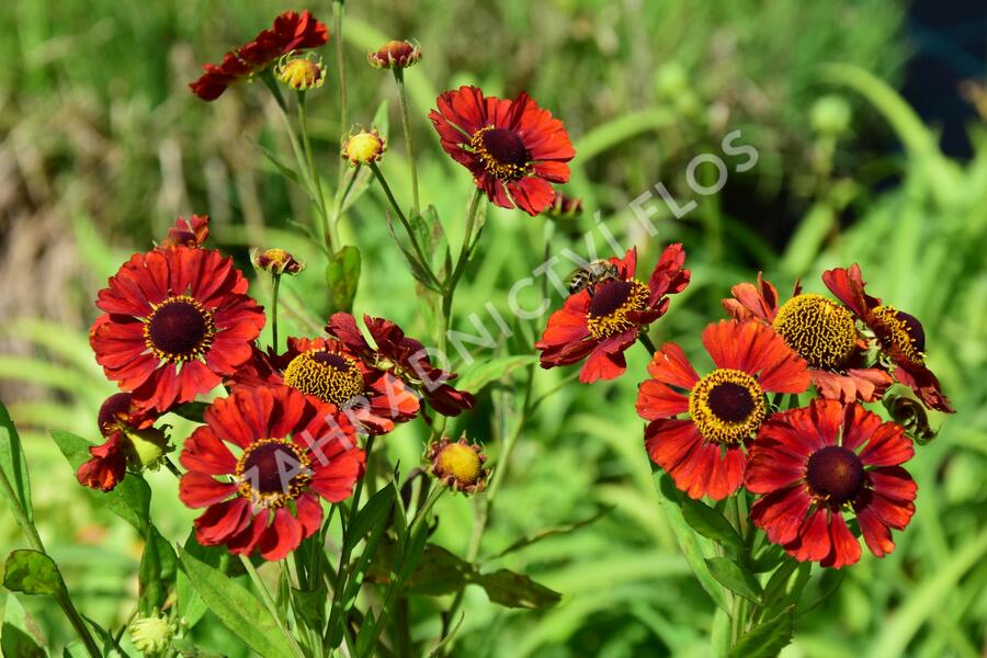 Záplevák 'Chelsey' - Helenium 'Chelsey'