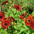 Záplevák 'Chelsey' - Helenium 'Chelsey'