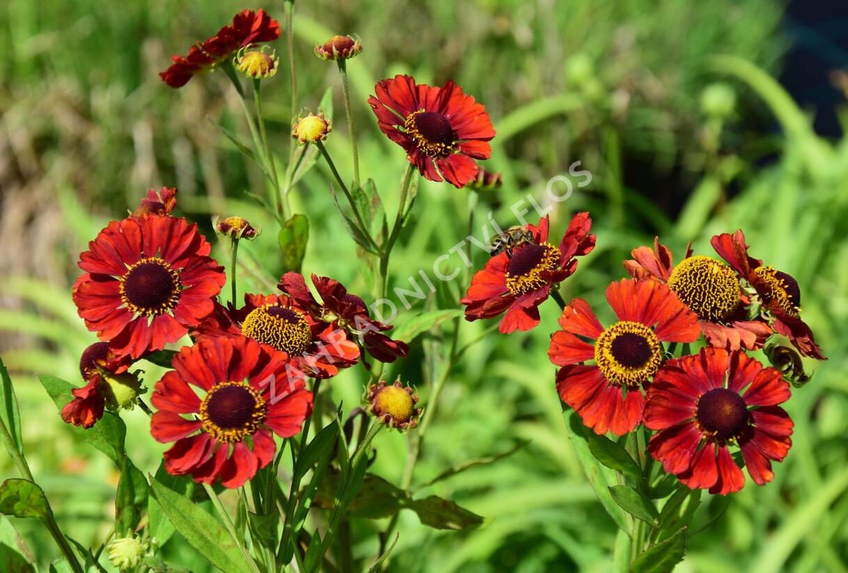 Záplevák 'Chelsey' - Helenium 'Chelsey'