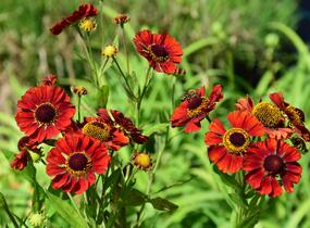 Záplevák 'Chelsey' - Helenium 'Chelsey'