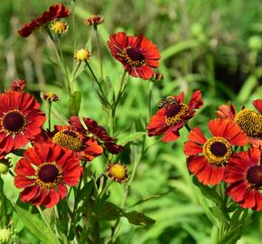 Záplevák 'Chelsey' - Helenium 'Chelsey'