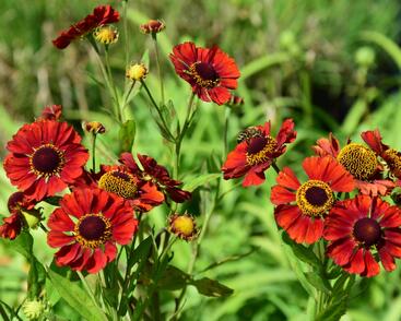 Záplevák 'Chelsey'