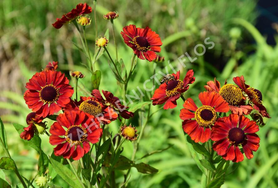 Záplevák 'Chelsey' - Helenium 'Chelsey'