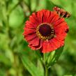 Záplevák 'Chelsey' - Helenium 'Chelsey'