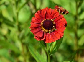 Záplevák 'Chelsey' - Helenium 'Chelsey'