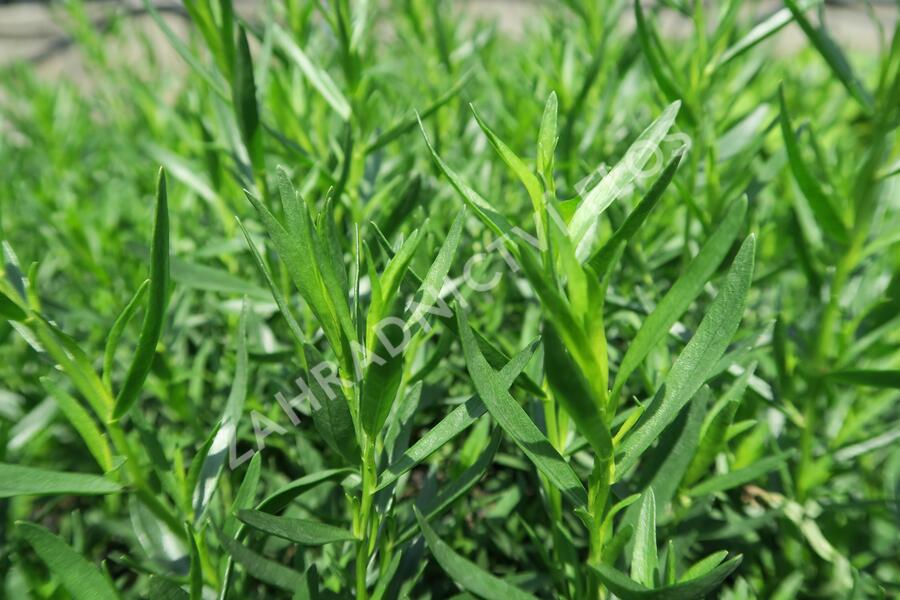 Pelyněk estragon 'Pfefferkorn' - Artemisia dracunculus 'Pfefferkorn'