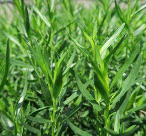 Pelyněk estragon 'Pfefferkorn' - Artemisia dracunculus 'Pfefferkorn'