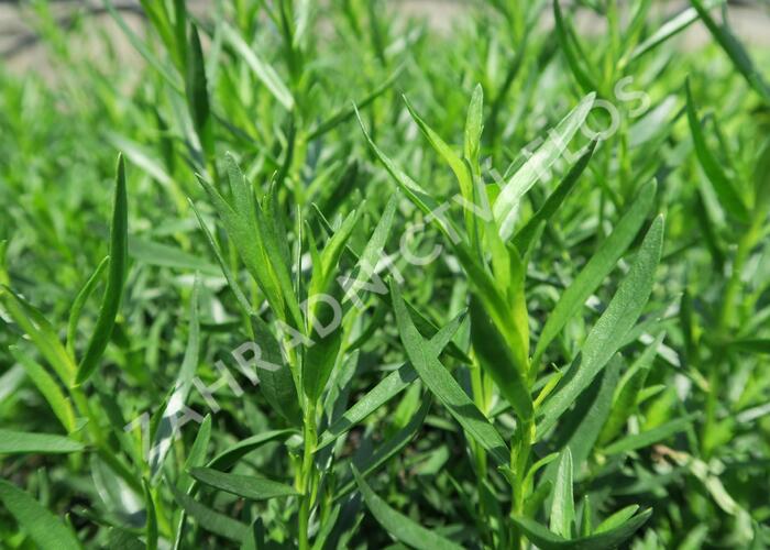 Pelyněk estragon 'Pfefferkorn' - Artemisia dracunculus 'Pfefferkorn'