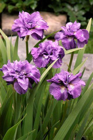 Kosatec 'Imperial Opal' - Iris sibirica 'Imperial Opal'