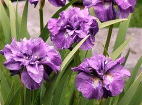 Kosatec 'Imperial Opal' - Iris sibirica 'Imperial Opal'