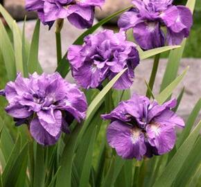 Kosatec 'Imperial Opal' - Iris sibirica 'Imperial Opal'