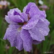 Kosatec 'Imperial Opal' - Iris sibirica 'Imperial Opal'