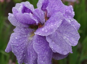 Kosatec 'Imperial Opal' - Iris sibirica 'Imperial Opal'