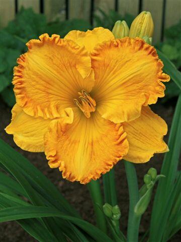 Denivka 'Orange Nassau' - Hemerocallis 'Orange Nassau'