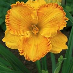 Denivka 'Orange Nassau' - Hemerocallis 'Orange Nassau'