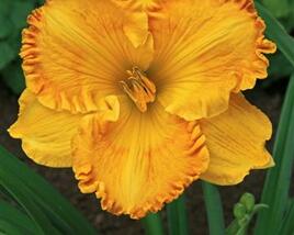 Denivka 'Orange Nassau'