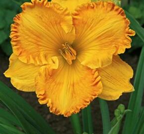 Denivka 'Orange Nassau' - Hemerocallis 'Orange Nassau'