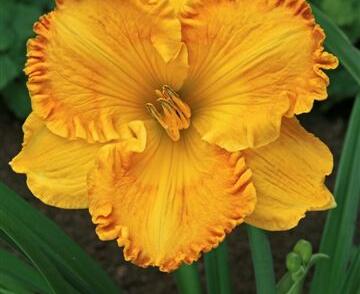 Denivka 'Orange Nassau'