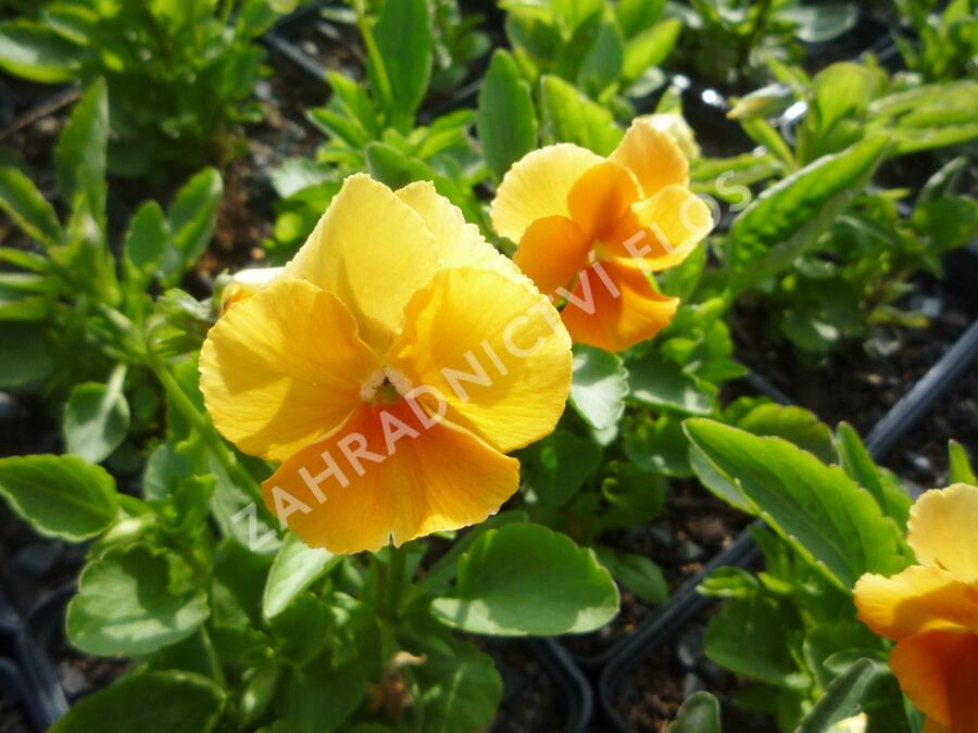 Violka růžkatá 'Aprikosenfarbe' - Viola cornuta 'Aprikosenfarbe'