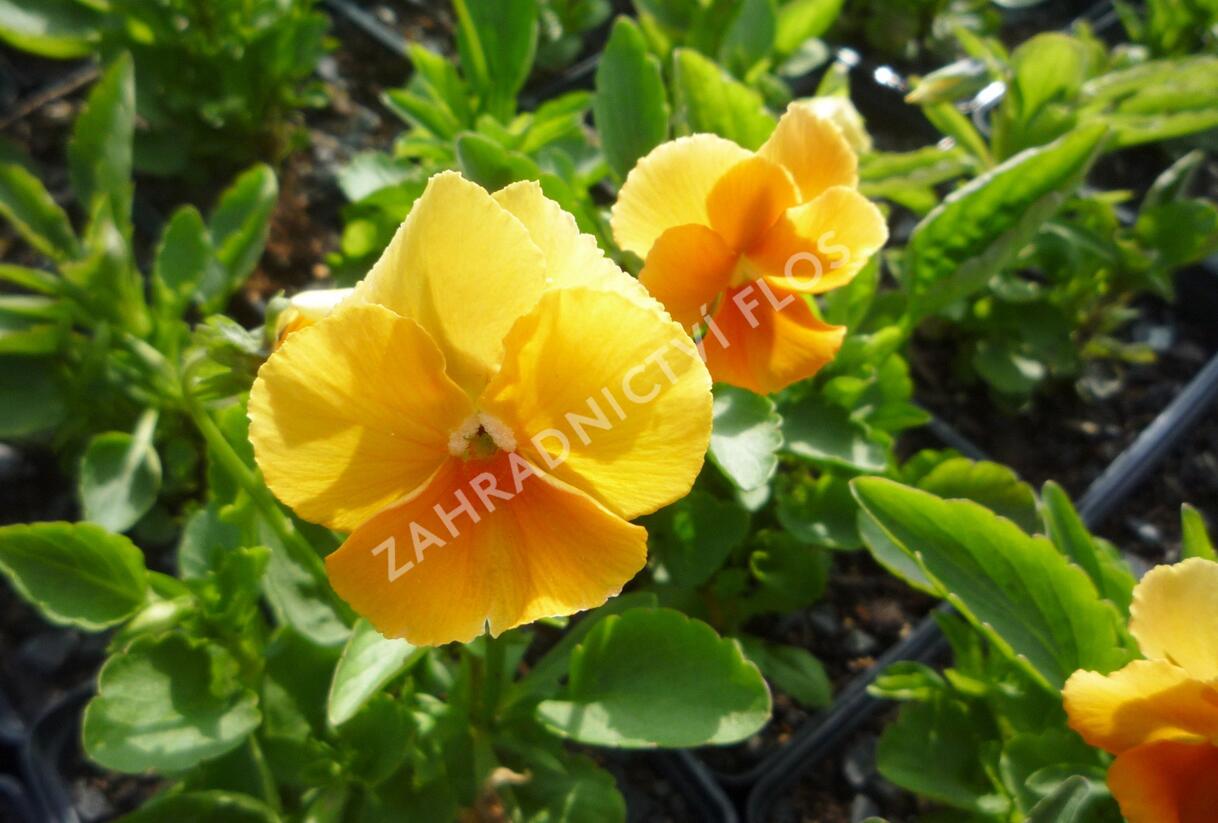Violka růžkatá 'Aprikosenfarbe' - Viola cornuta 'Aprikosenfarbe'