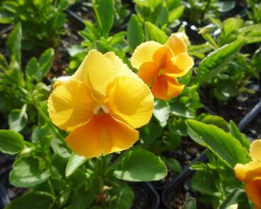 Violka růžkatá 'Aprikosenfarbe'