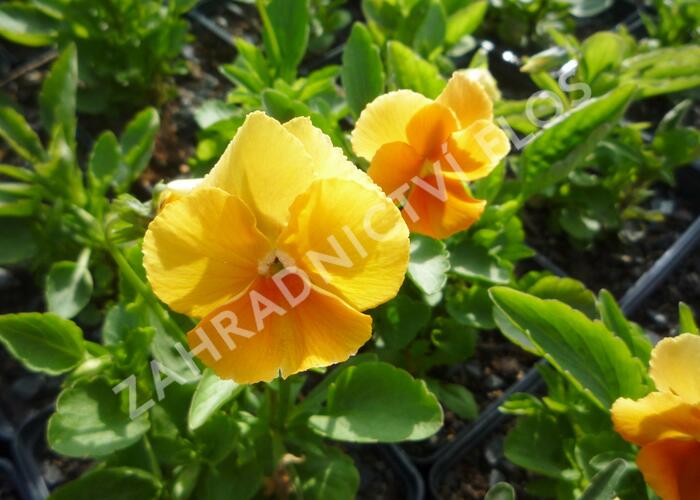 Violka růžkatá 'Aprikosenfarbe' - Viola cornuta 'Aprikosenfarbe'