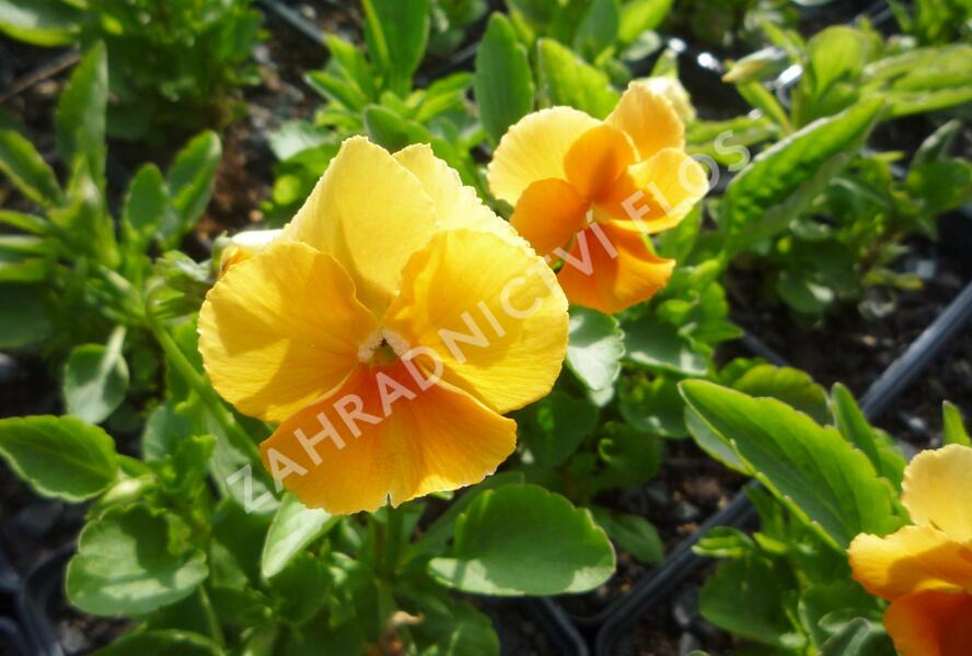 Violka růžkatá 'Aprikosenfarbe' - Viola cornuta 'Aprikosenfarbe'