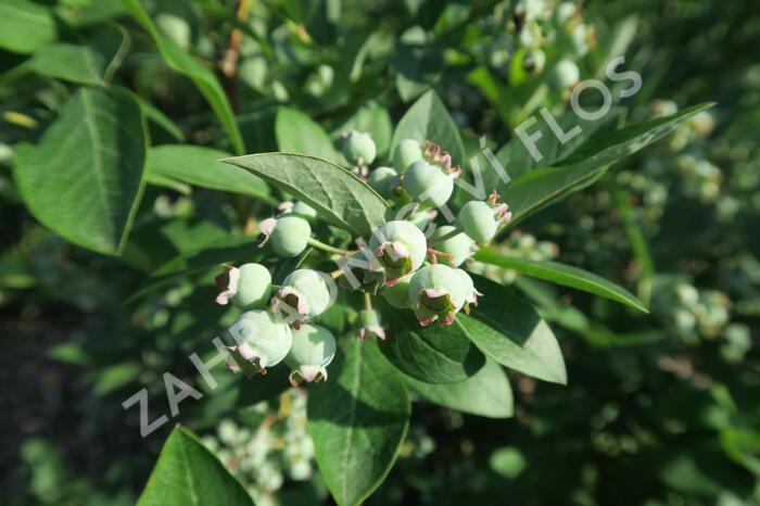 Borůvka chocholičnatá, kanadská borůvka 'Berkeley' - Vaccinium corymbosum 'Berkeley'